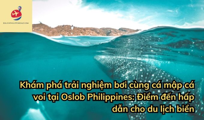 Khám phá trải nghiệm bơi cùng cá mập cá voi tại Oslob Philippines: Điểm đến hấp dẫn cho du lịch biển